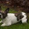 American Bully Mix with Chihuahua