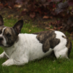 American Bully Mix with Chihuahua