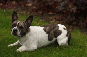 American Bully Mix with Chihuahua