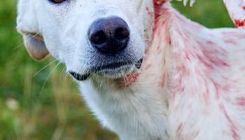 Why Is My Dog's Ear Bleeding?