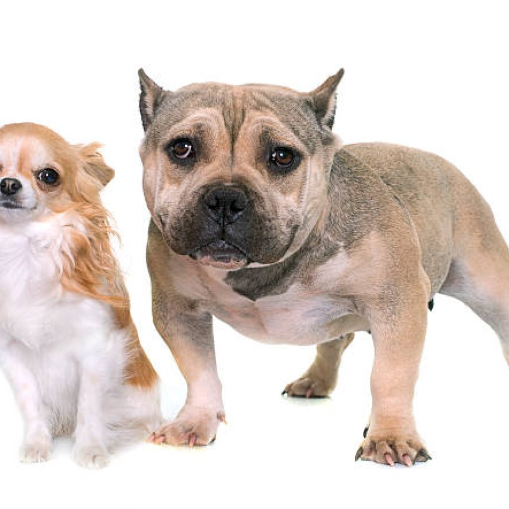 Origin of the American Bully Chihuahua Mix