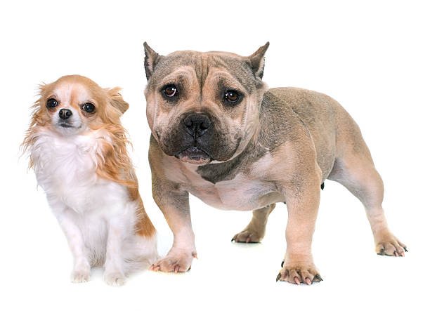 Origin of the American Bully Chihuahua Mix