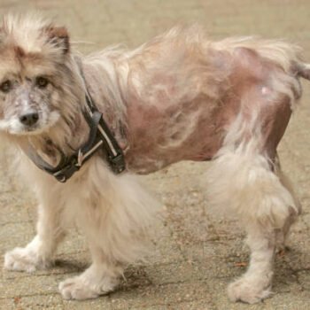 What vitamin deficiency causes hair loss in dogs