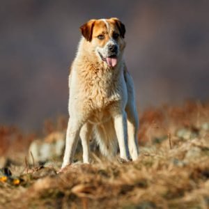 Kangal Dog for Adoption