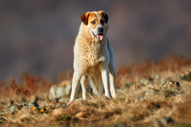 Kangal Dog for Adoption