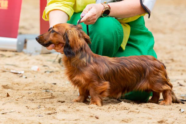 are long haired dachshund hypoallergenic