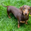 Are Dachshunds Hypoallergenic Dogs