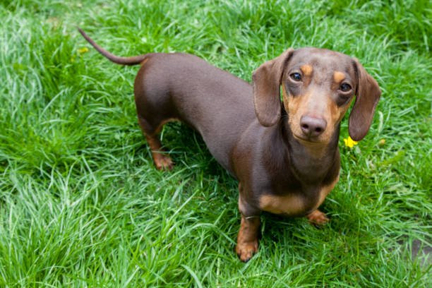Are Dachshunds Hypoallergenic Dogs