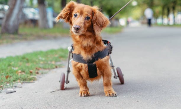 special needs dog rescue