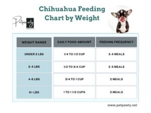 Chihuahua Feeding Chart