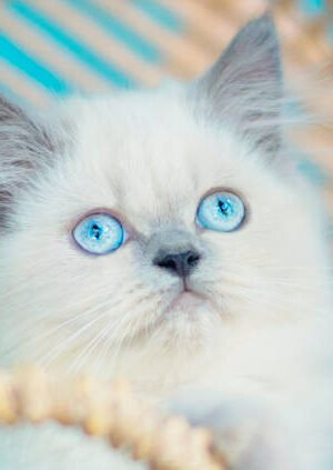 blue seal point himalayan kittens