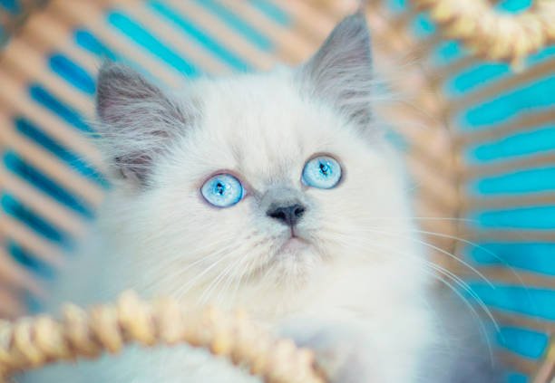 blue seal point himalayan kittens