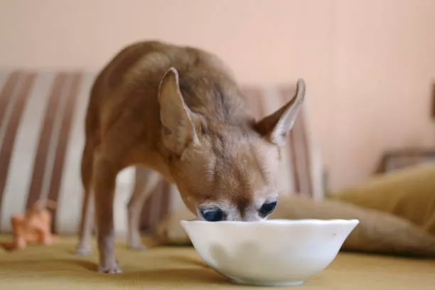 Chihuahua Feeding Chart by Weight