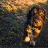 black goldendoodle puppy