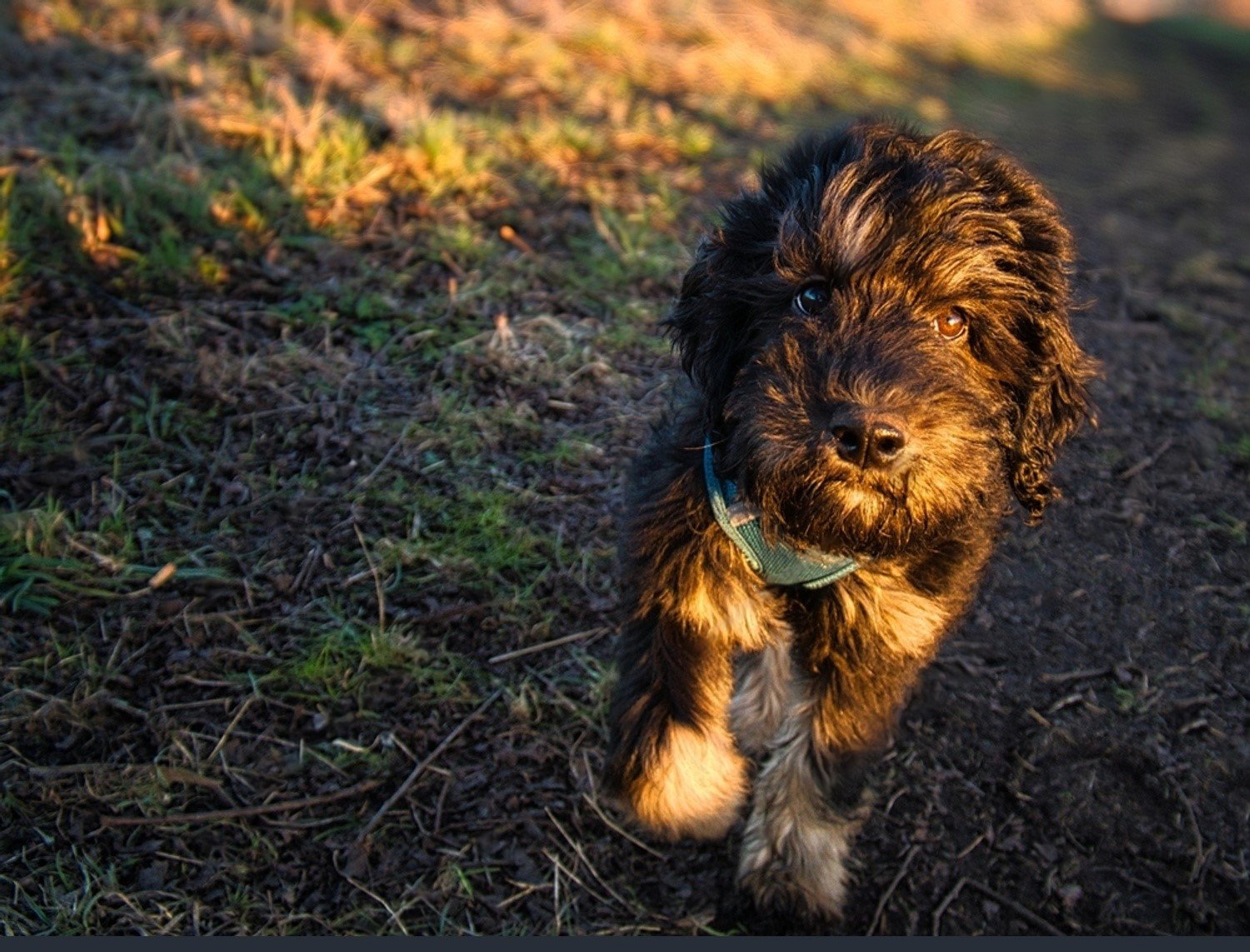 black goldendoodle puppy