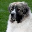 Great Pyrenees and Newfoundland Mix