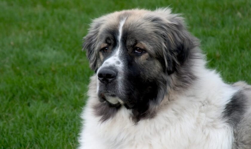 Great Pyrenees and Newfoundland Mix