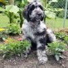 Blue Merle Labradoodles