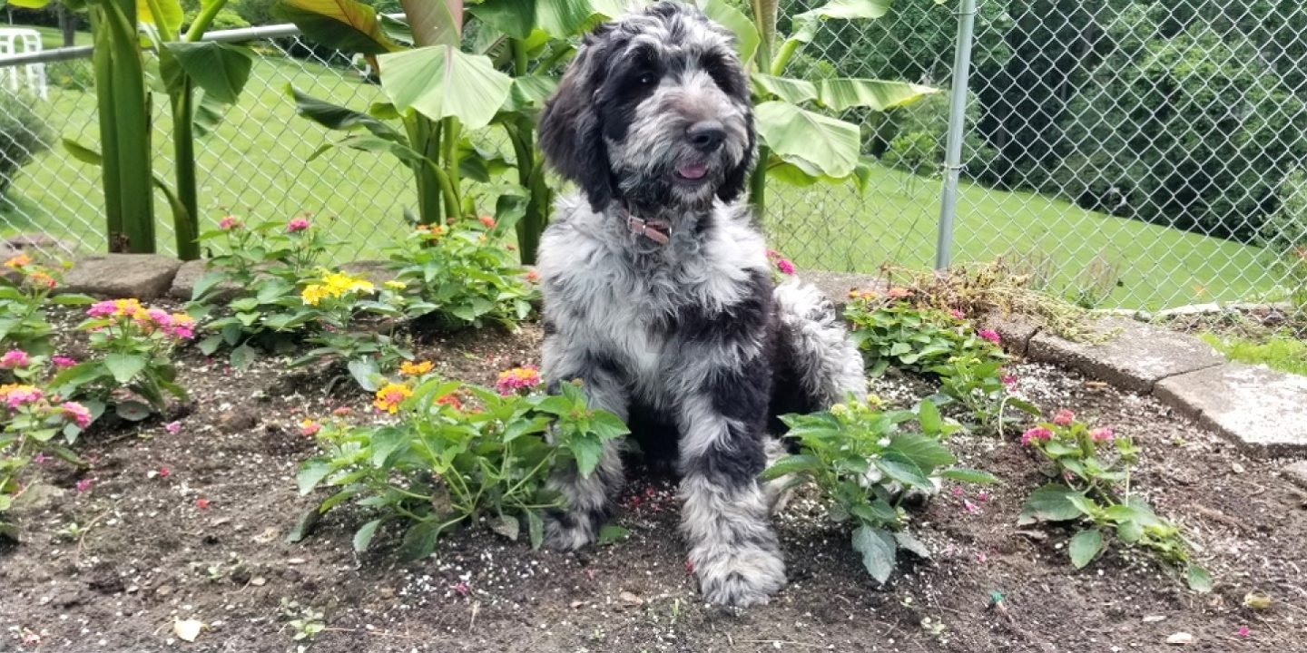 Blue Merle Labradoodles