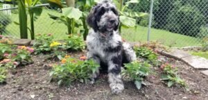 Blue Merle Labradoodles