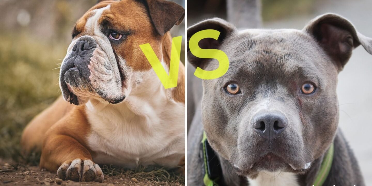 Is a Pit Bull an American Bulldog?