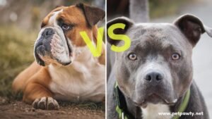 Is a Pit Bull an American Bulldog?