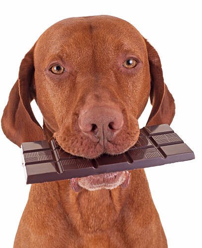 How to Make a Dog Throw Up After Eating Chocolate