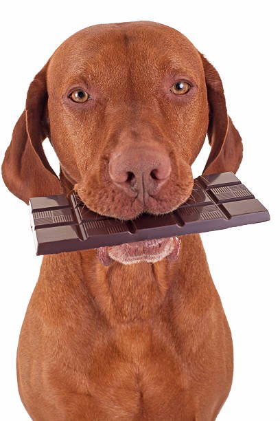 How to Make a Dog Throw Up After Eating Chocolate