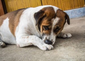 What Can I Give My Dog Naturally for Upset Stomach