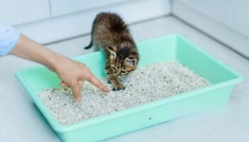 How to Litter Train a Kitten Fast