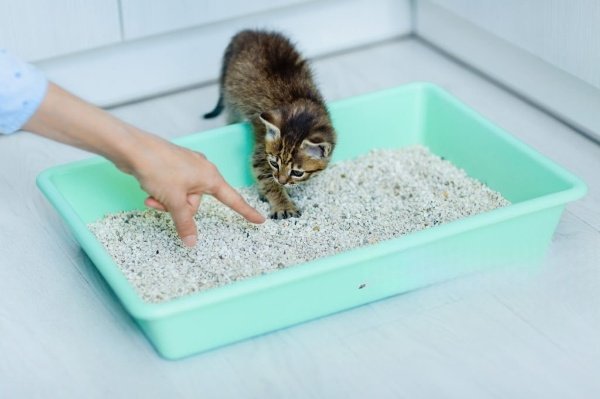 How to Litter Train a Kitten Fast