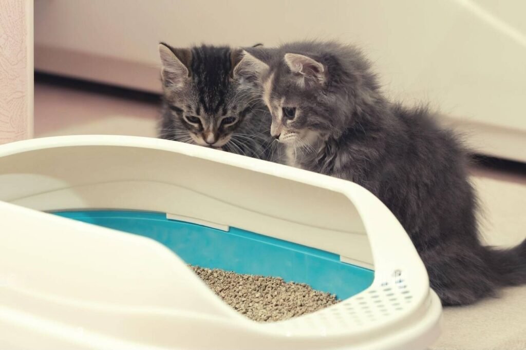 Introduce the Kitten to the Litter Box