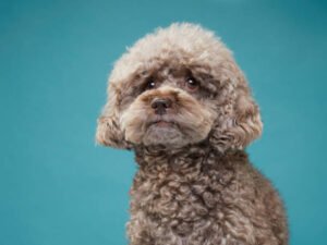 Best Small Dog Breeds That Don't Shed