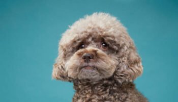 Best Small Dog Breeds That Don't Shed