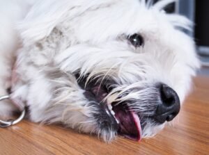 What Triggers Seizures in Dogs