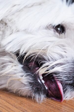 What Triggers Seizures in Dogs