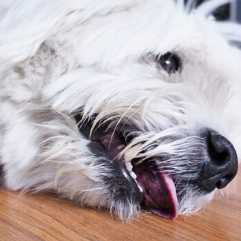 What Triggers Seizures in Dogs