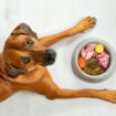 Balanced Homemade Dog Food Recipes