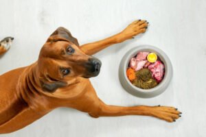 Balanced Homemade Dog Food Recipes