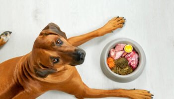 Balanced Homemade Dog Food Recipes