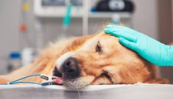 Signs of a Sick Dog