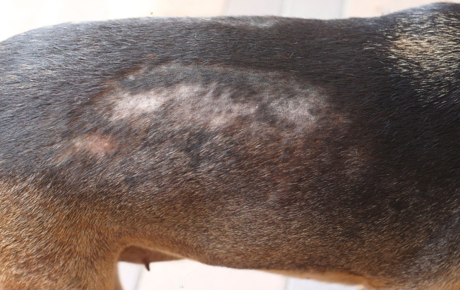 Specific Symptoms of Sarcoptic Mange