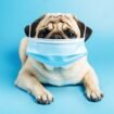 Respiratory Infections in dogs