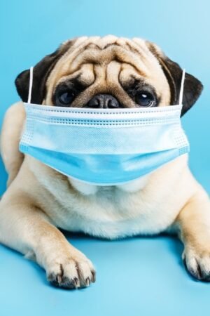 Respiratory Infections in dogs