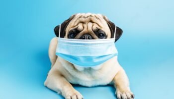 Respiratory Infections in dogs