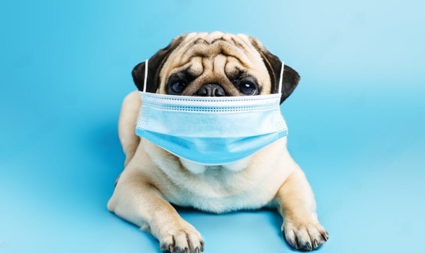 Respiratory Infections in dogs