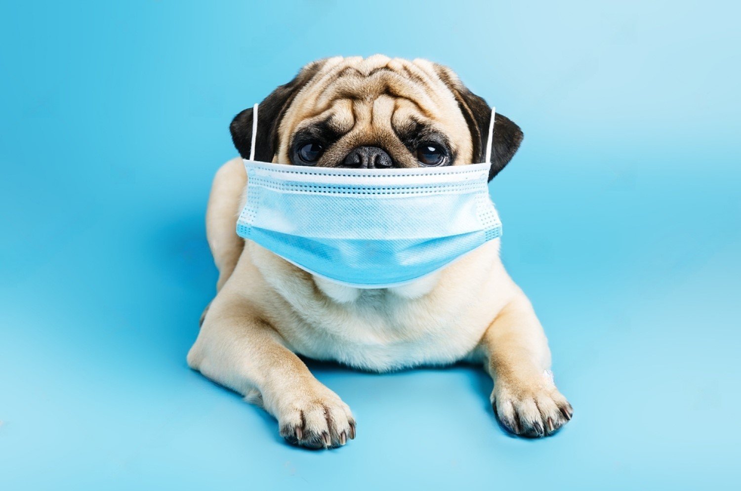 Respiratory Infections in dogs