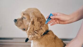 How to Prevent Ticks on Dogs Naturally