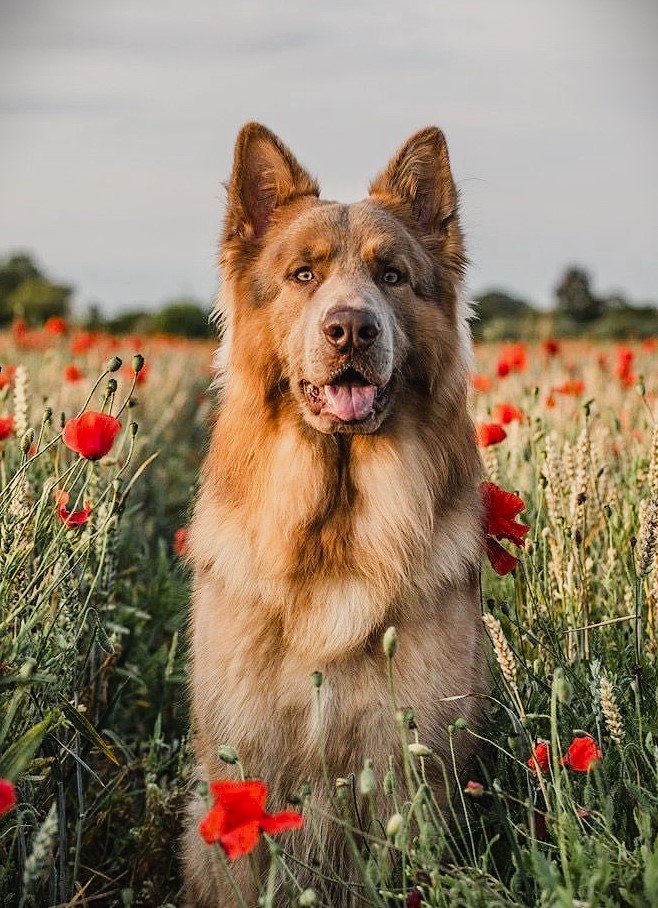 Lilac Isabella German Shepherd Dog