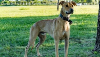 Greyhound Pitbull Mix